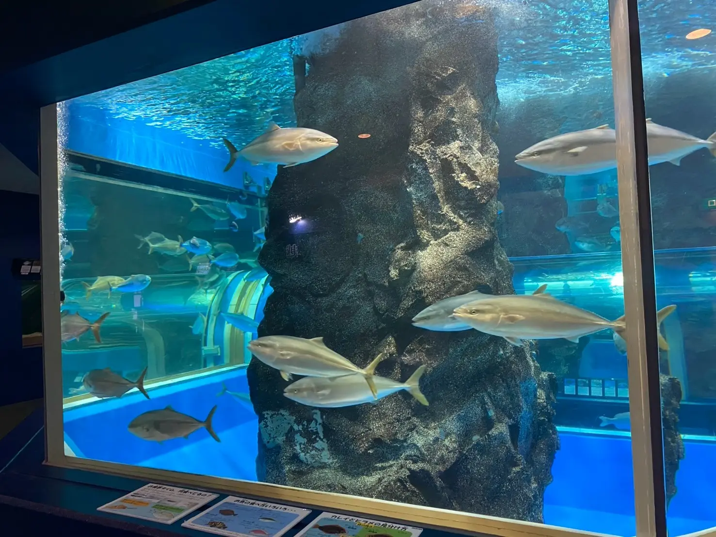 「魚津水族館」がコワーキングスペースに！観光×テレワークを楽しもう！-1