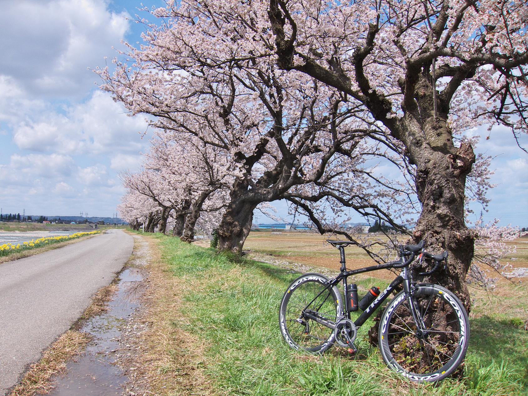 塩の千本桜（富山市）