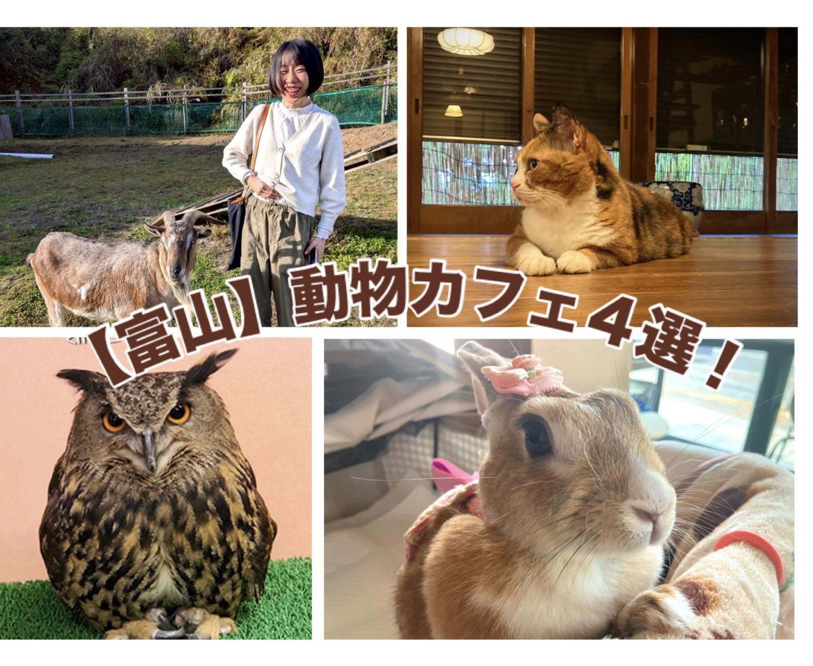 動物【富山】動物好きライターが厳選！癒しの動物カフェ4選を徹底レポ
