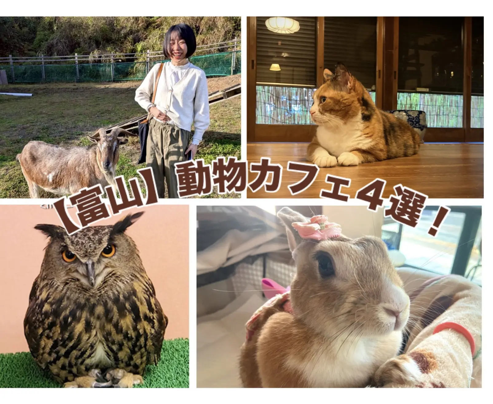 動物【富山】動物好きライターが厳選！癒しの動物カフェ4選を徹底レポ-1