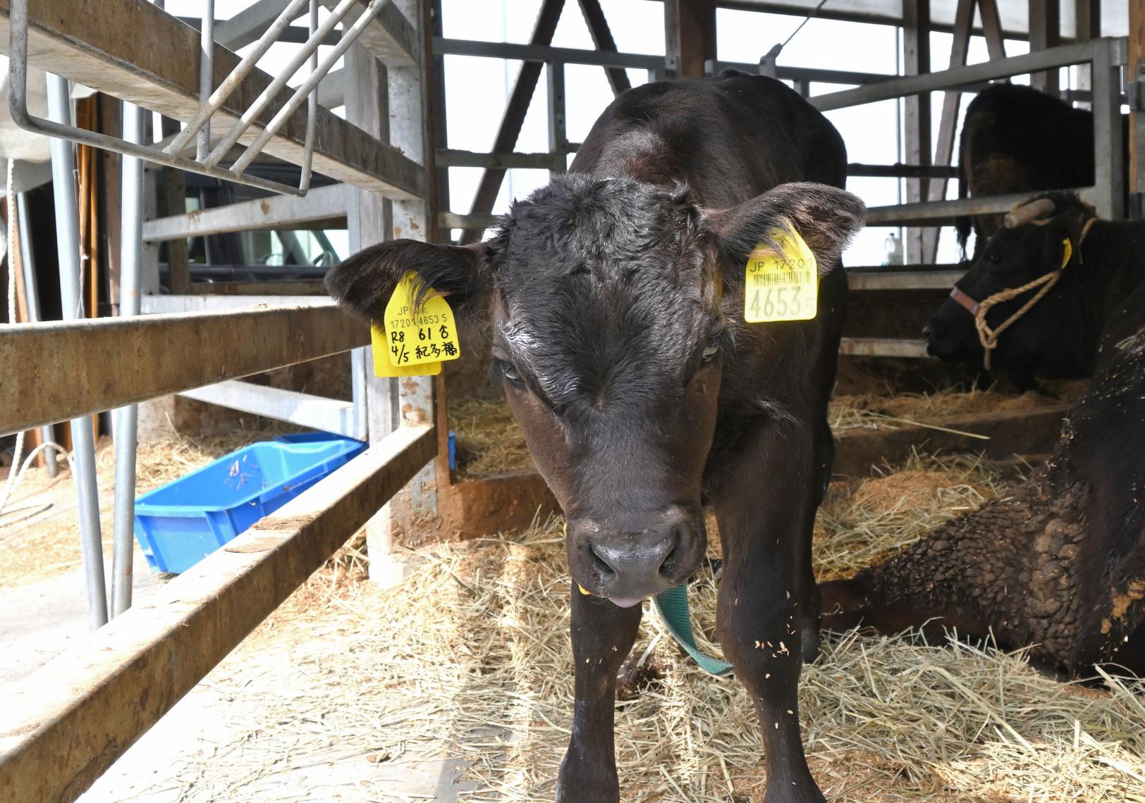 立山町で味わうクラフトビールと肉グルメ3選〜こだわりの「立山ブランド」