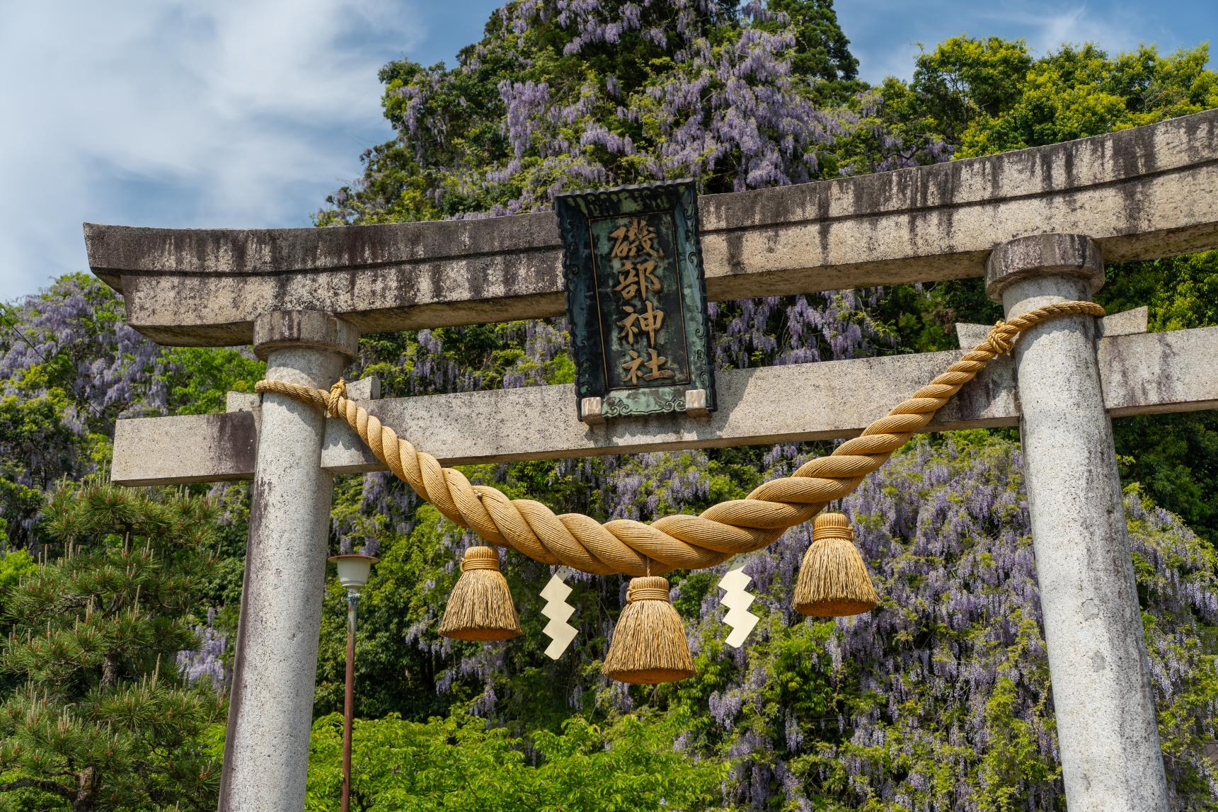 【GWの絶景】氷見市・磯部神社で出会う“藤の花のトンネル”は圧巻の美しさ