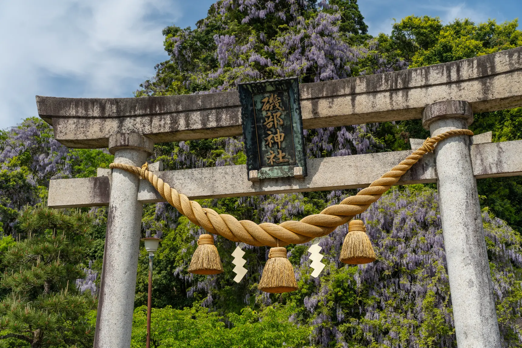 【GWの絶景】氷見市・磯部神社で出会う“藤の花のトンネル”は圧巻の美しさ