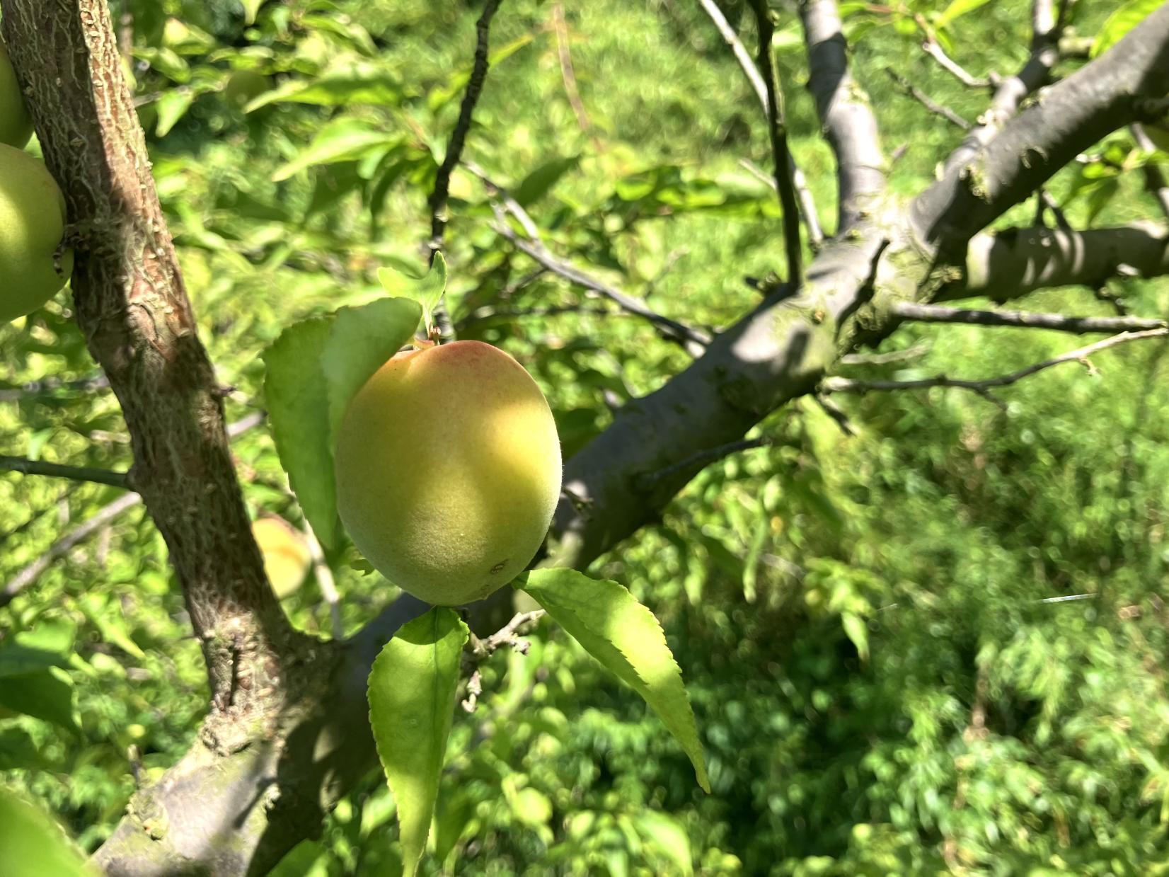 初夏の里山に実る稲積梅。