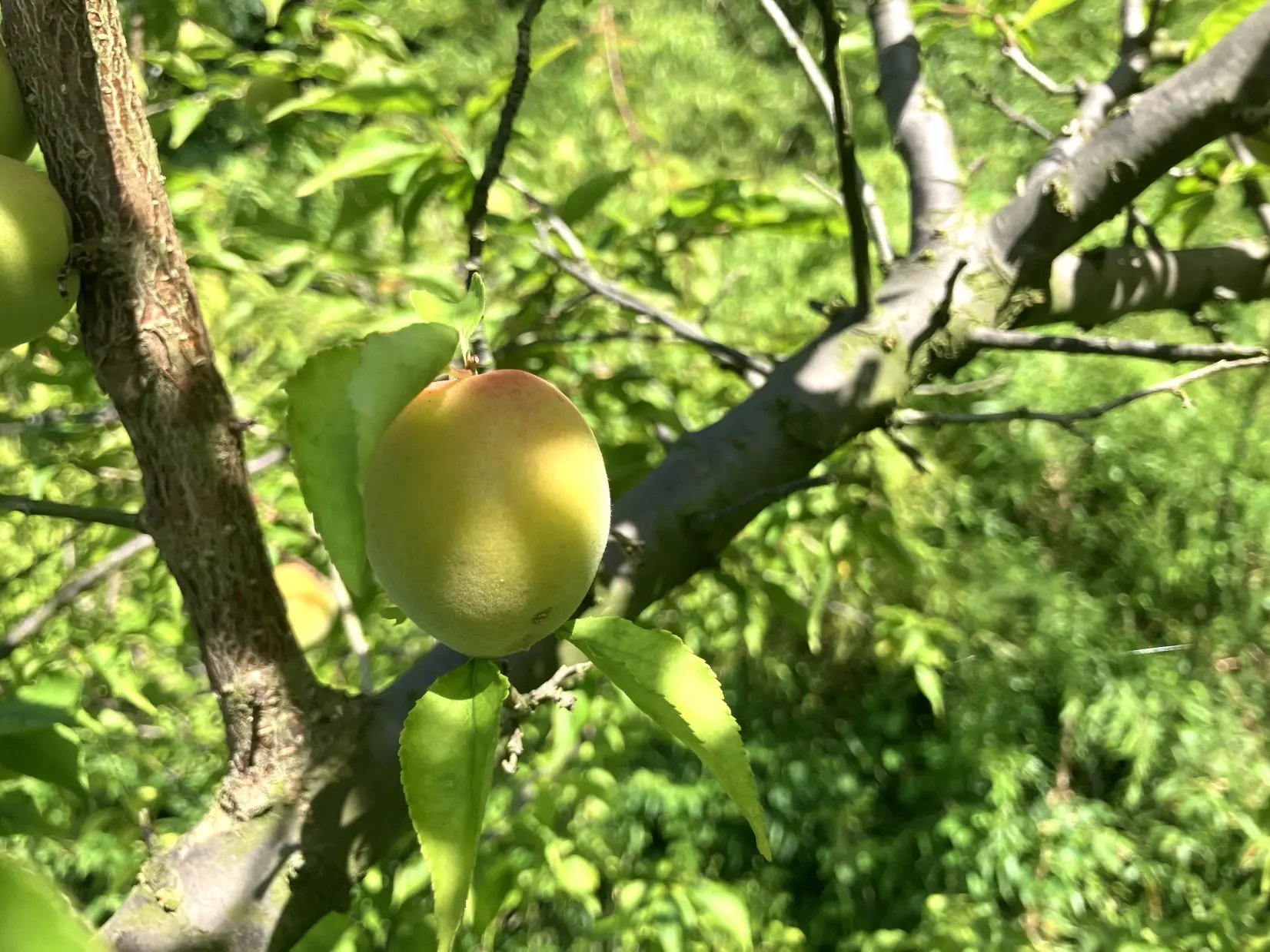 初夏の里山に実る稲積梅。