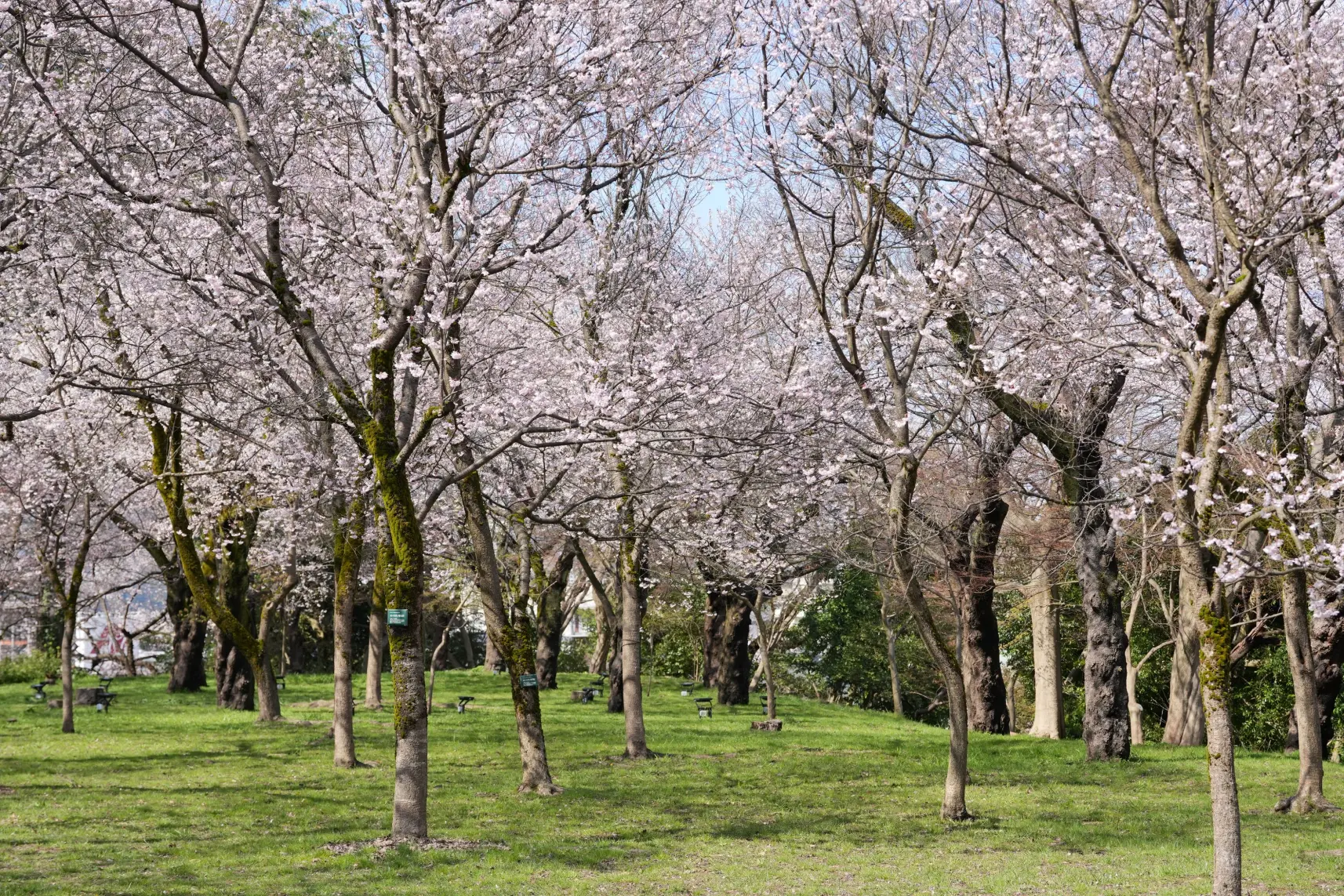【高岡古城公園】桜だけじゃない！梅・紅葉・動物園も楽しめる、四季折々の魅力に迫る！-3
