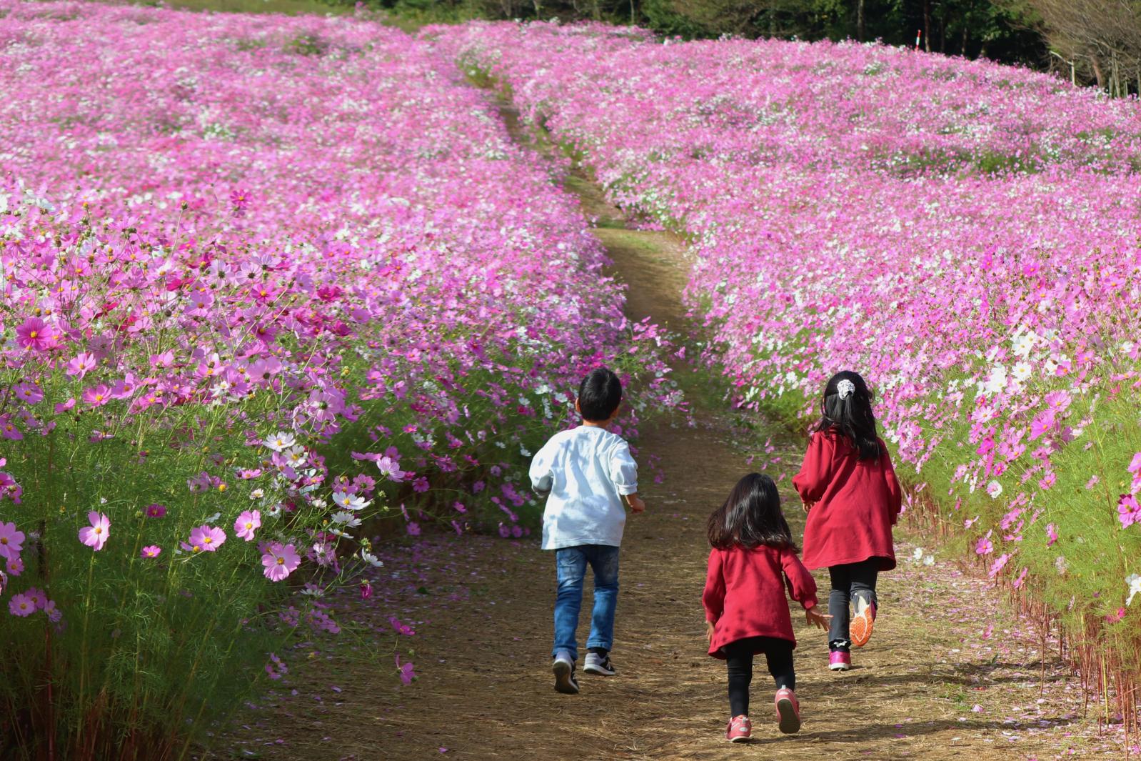家族の思い出を！富山県で大人気！コスモス畑をご紹介します！