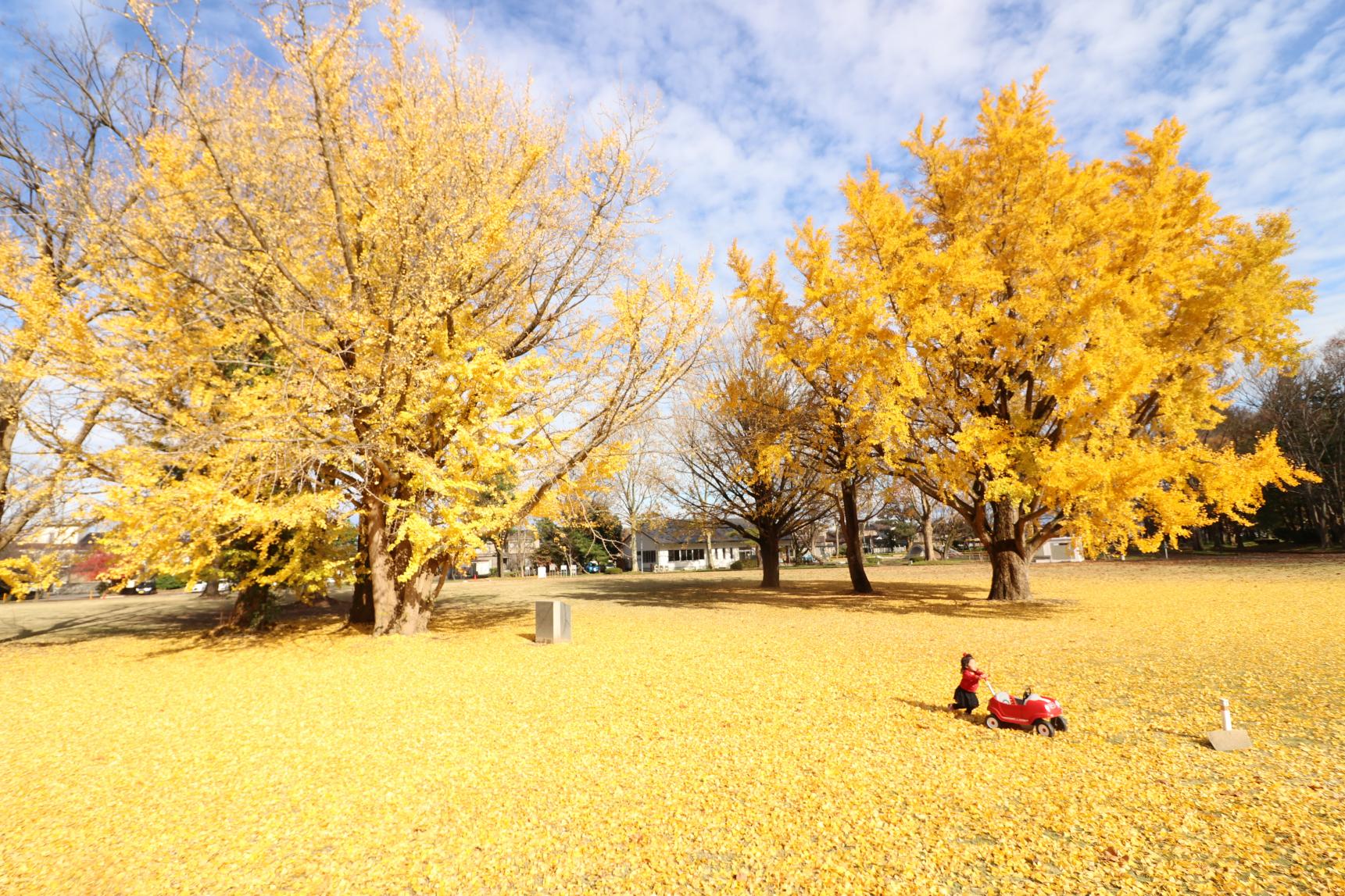 秋を大満喫！銀杏や紅葉も楽しめる富山県の公園3選！-0