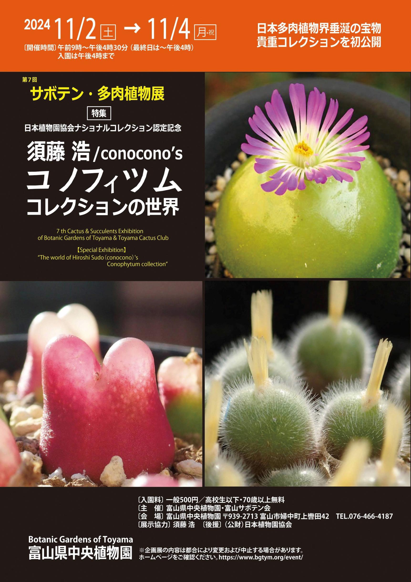 多肉植物 コレクション*4 多肉植物・サボテンの専門通販・販売