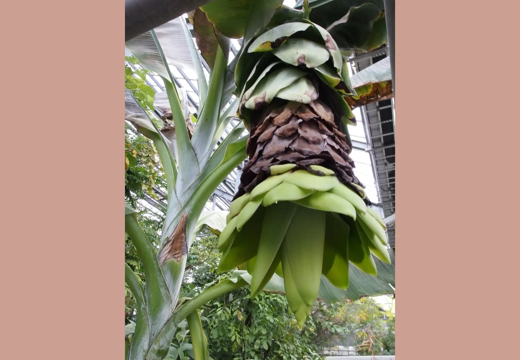 【富山県中央植物園】スノーバナナが開花しています！?-1
