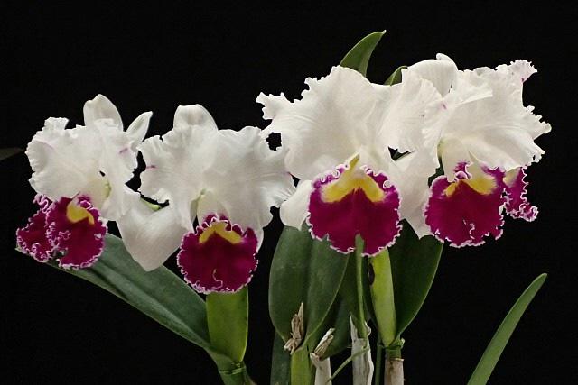 【富山県中央植物園】第12回新春カトレヤ展開催（2025.1/10～13）-3