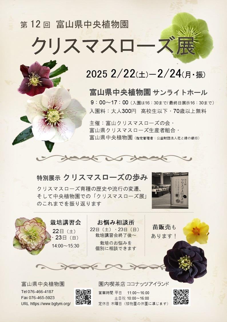 【富山県中央植物園】第12回クリスマスローズ展 開催（2/22(土)～24（月・振））-1