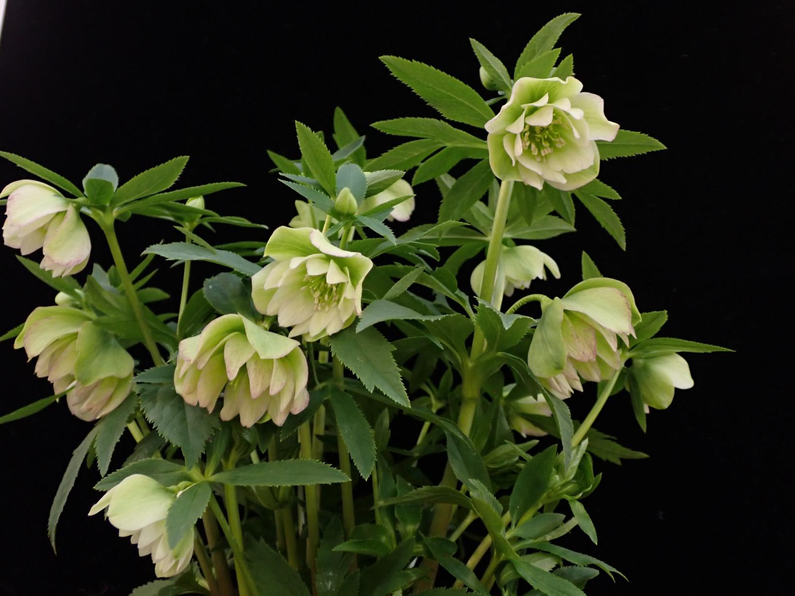 【富山県中央植物園】第12回クリスマスローズ展 開催（2/22(土)～24（月・振））-2