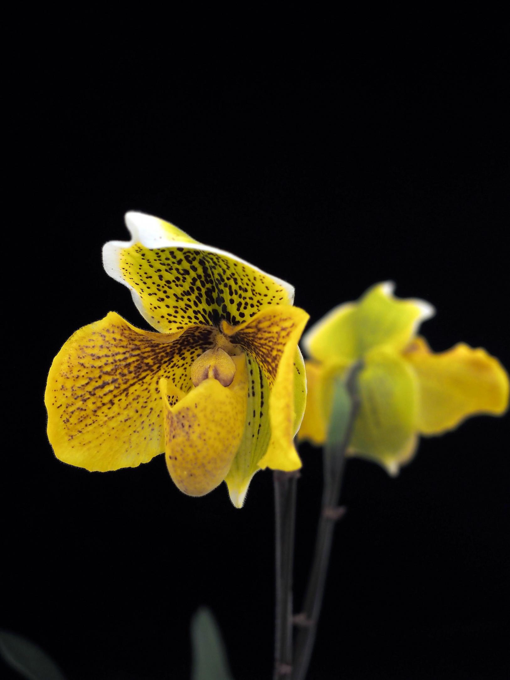 【富山県中央植物園】「第53回富山県蘭まつり大会」が開催されます！-4