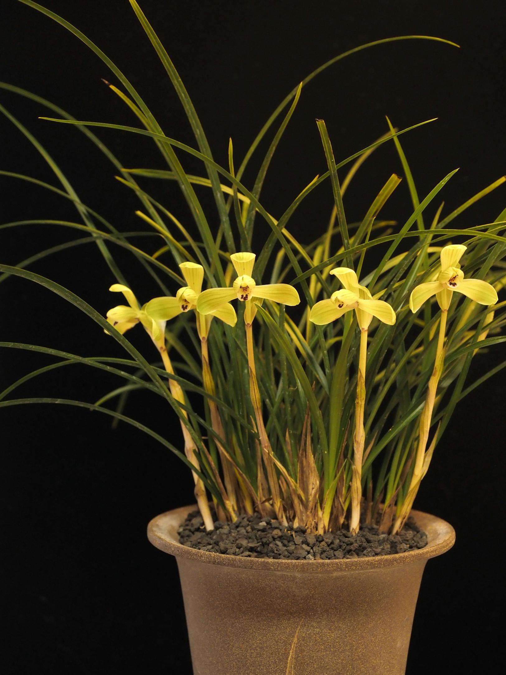 【富山県中央植物園】「第53回富山県蘭まつり大会」が開催されます！-5