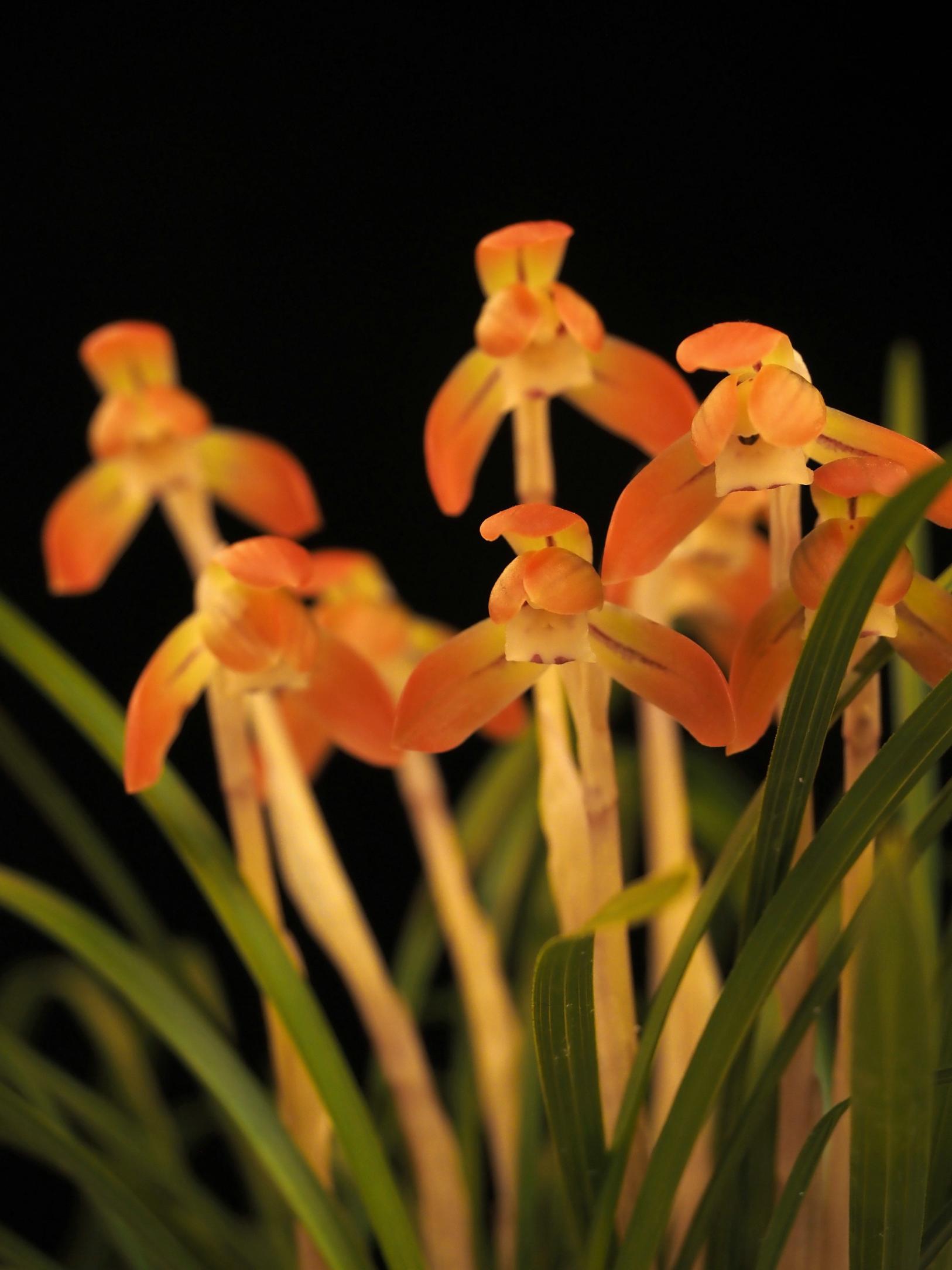 【富山県中央植物園】「第53回富山県蘭まつり大会」が開催されます！-3