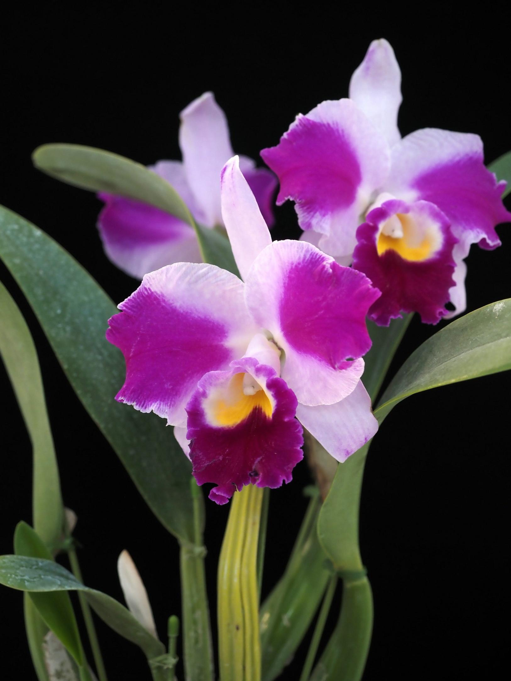 【富山県中央植物園】「第53回富山県蘭まつり大会」が開催されます！-2