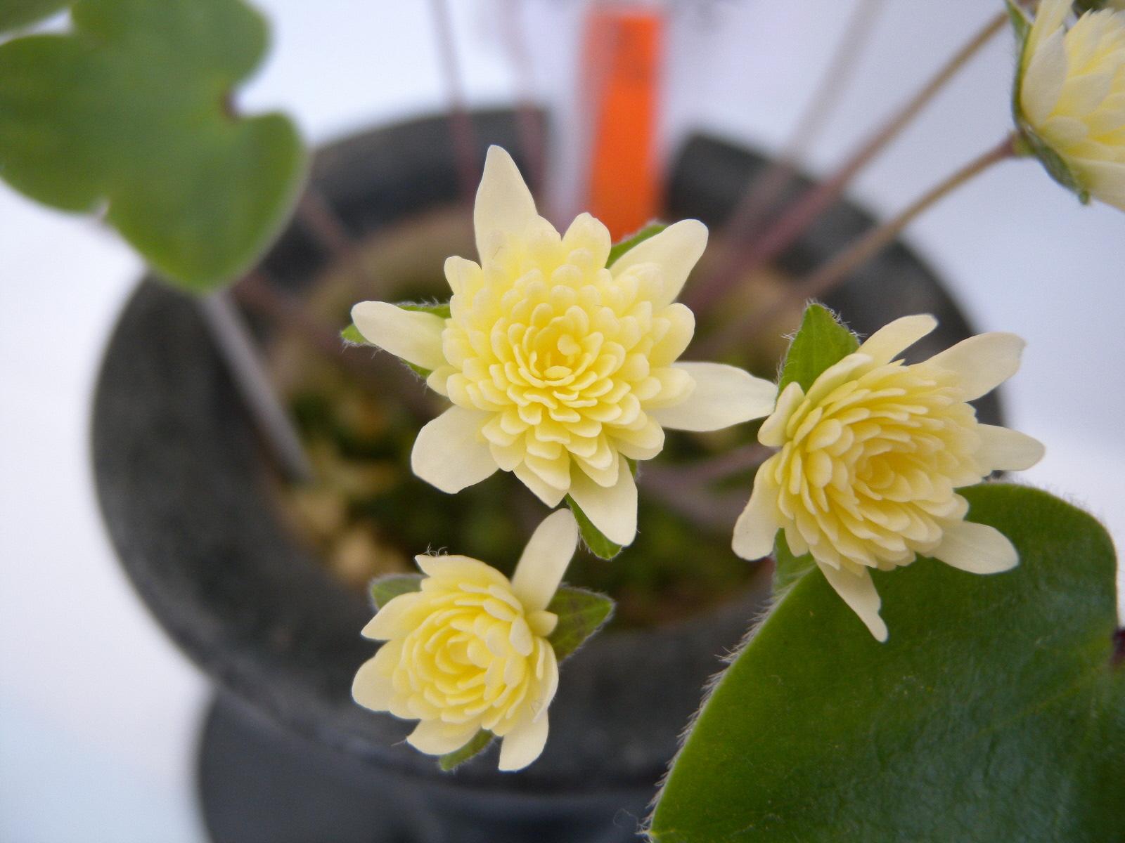 【富山県中央植物園】「第21回雪割草富山県大会」を開催します-5