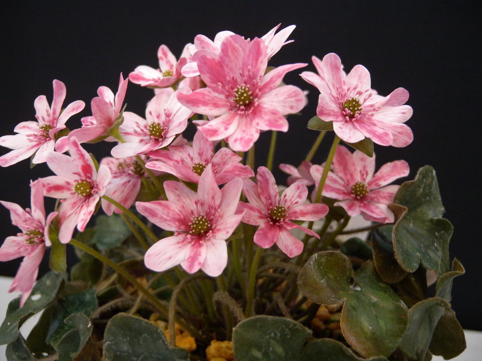 【富山県中央植物園】「第21回雪割草富山県大会」を開催します-3