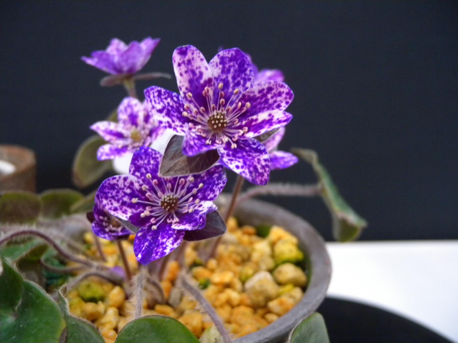 【富山県中央植物園】「第21回雪割草富山県大会」を開催します-2