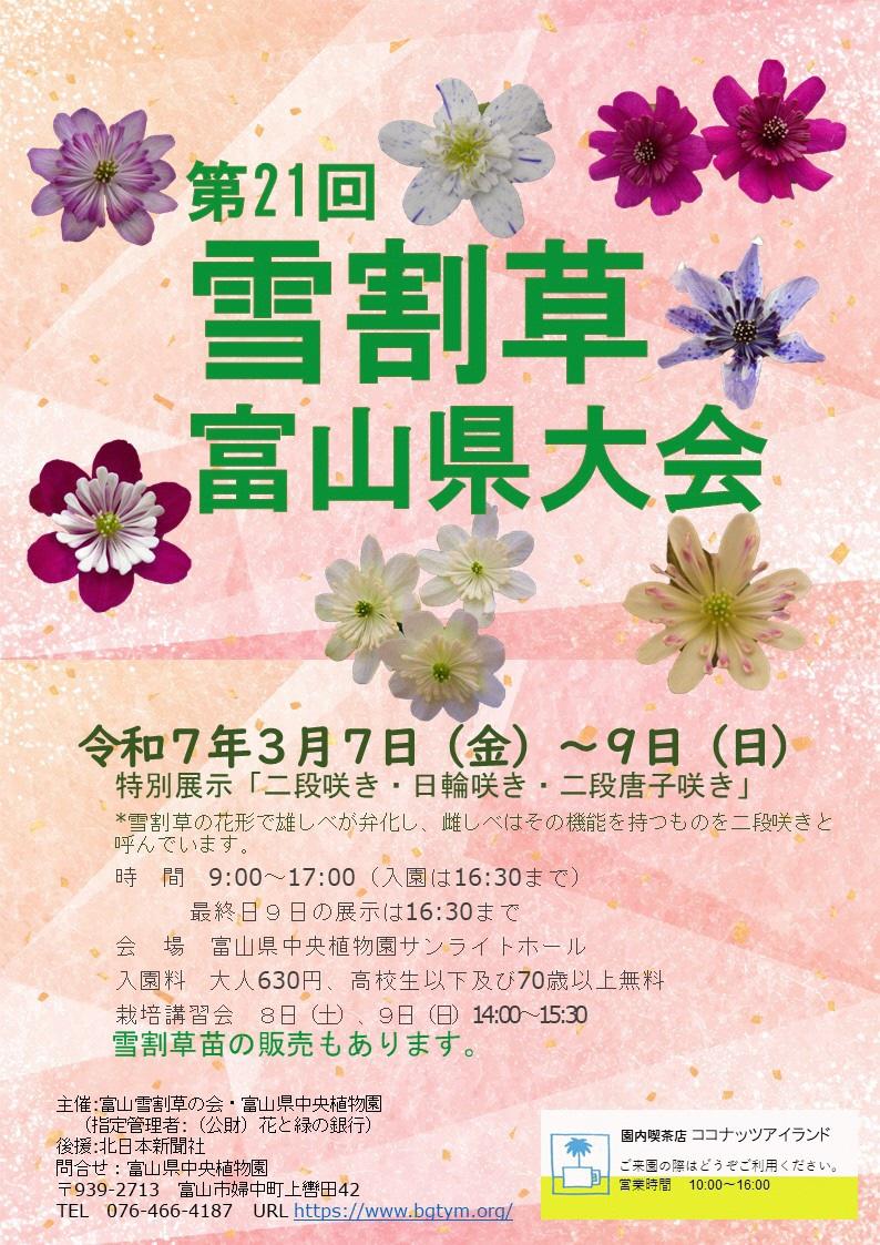 【富山県中央植物園】「第21回雪割草富山県大会」を開催します-1