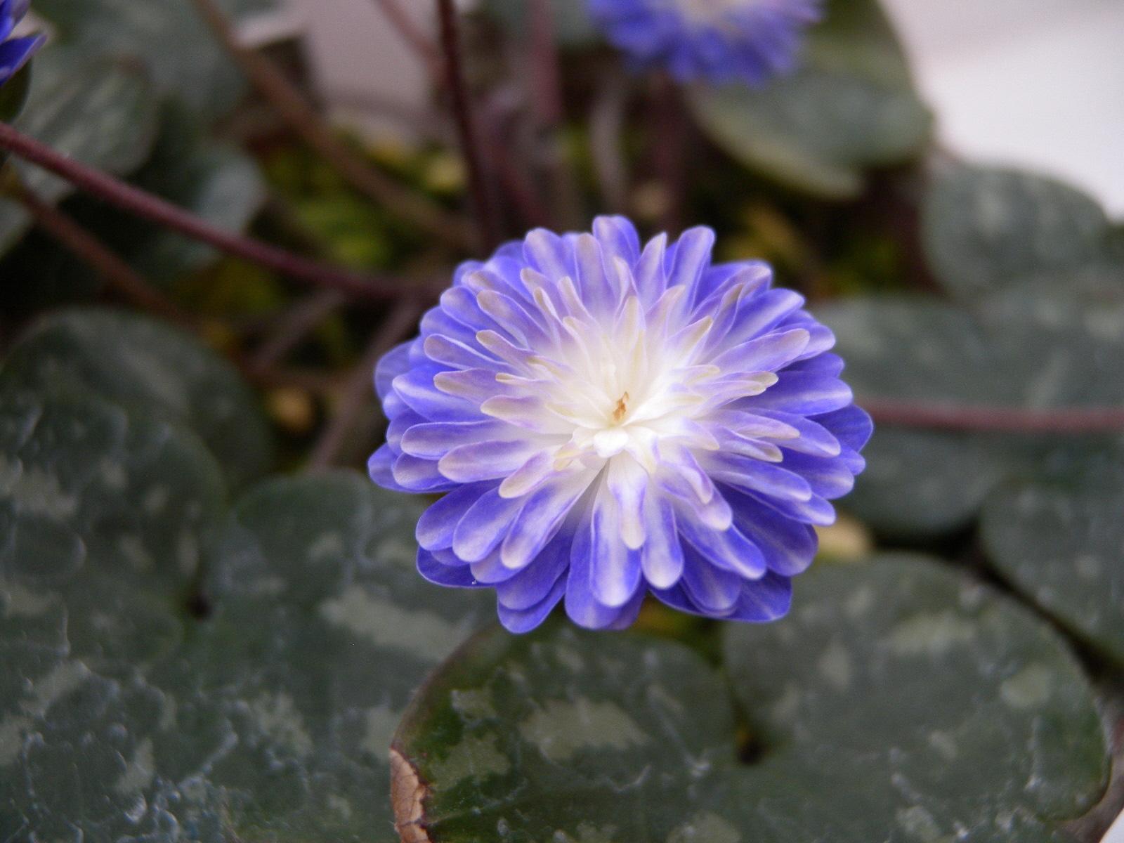 【富山県中央植物園】「第21回雪割草富山県大会」を開催します-4