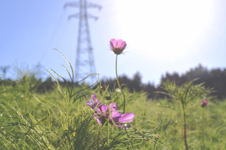 となみ夢の平　コスモス～♪-3
