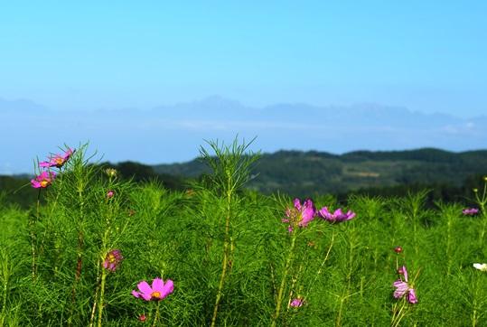 となみ夢の平　コスモス～♪-2