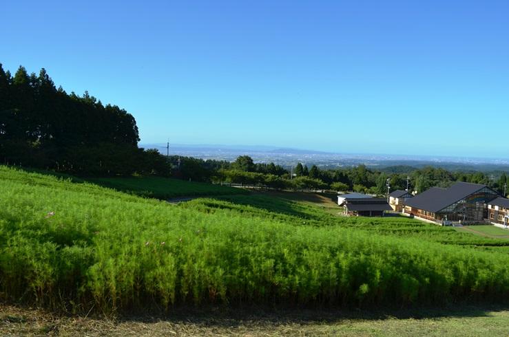 となみ夢の平　コスモス～♪-1