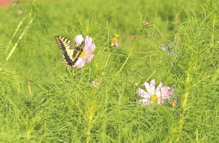 となみ夢の平　コスモス～♪-4