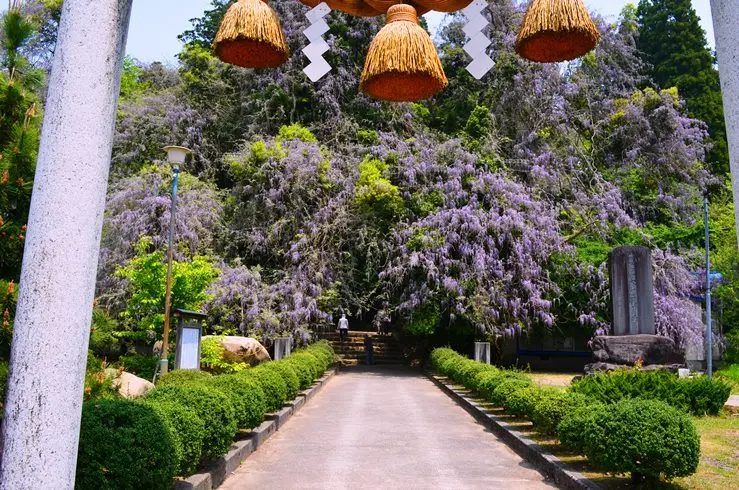 氷見　礒部神社の藤の花-1