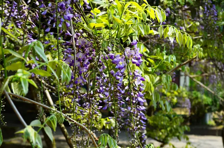 氷見　礒部神社の藤の花-3