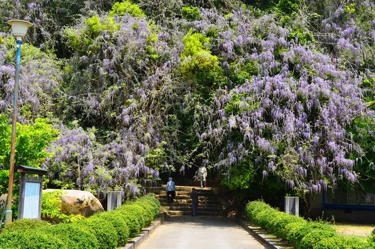 氷見　礒部神社の藤の花-2