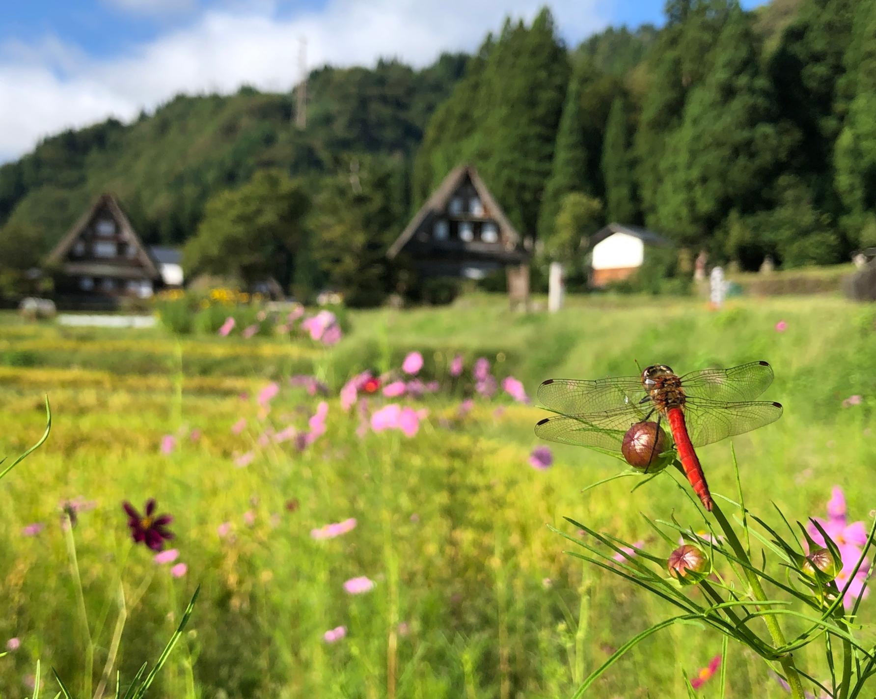 この頃、日中の相倉集落の様子は・・-1