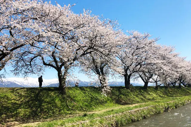 あさひ舟川 春の四重奏-1