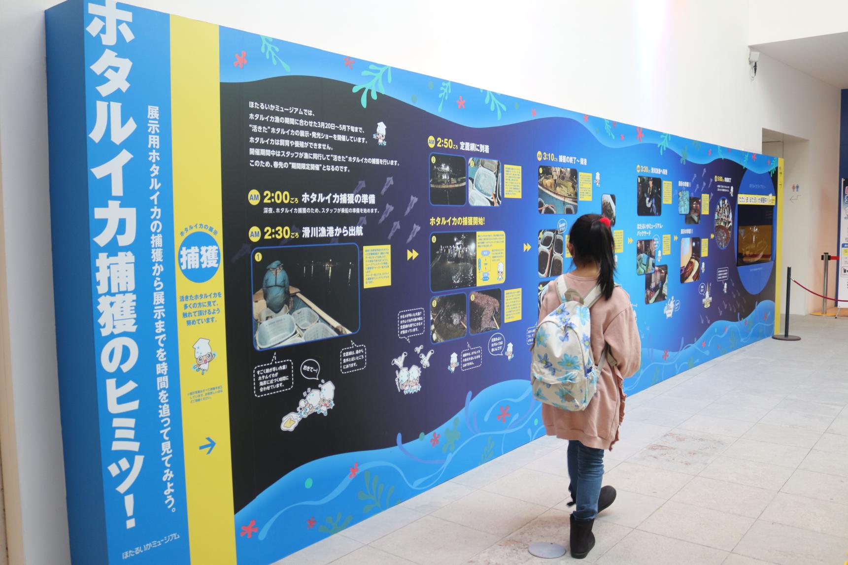 ホタルイカミュージアムで「ホタルイカ」の魅力に迫ってみた！-1