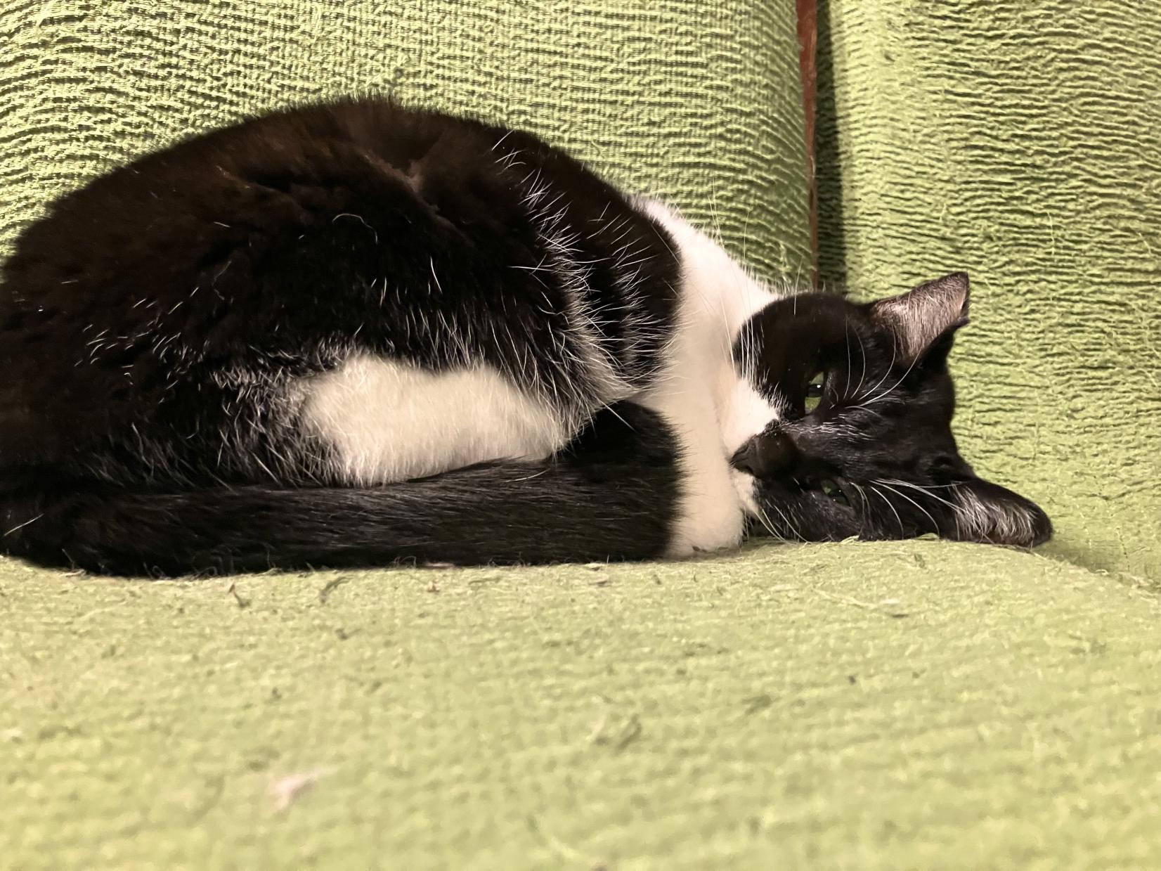 月猫カフェ　詳細情報-1