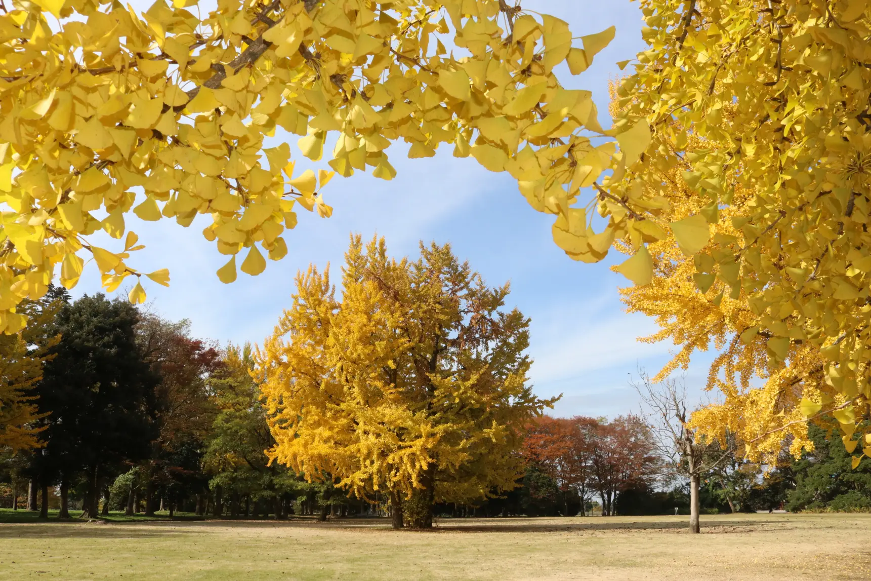 秋を大満喫！銀杏や紅葉も楽しめる馬場記念公園！-1