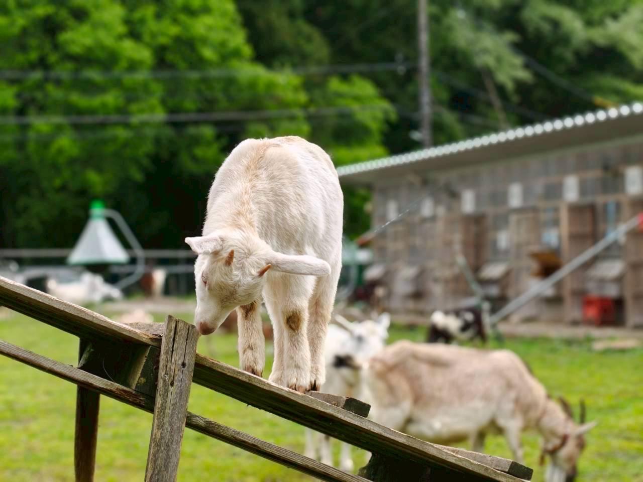 富山で動物に癒される。まだまだある、やさしいおでかけスポット-1