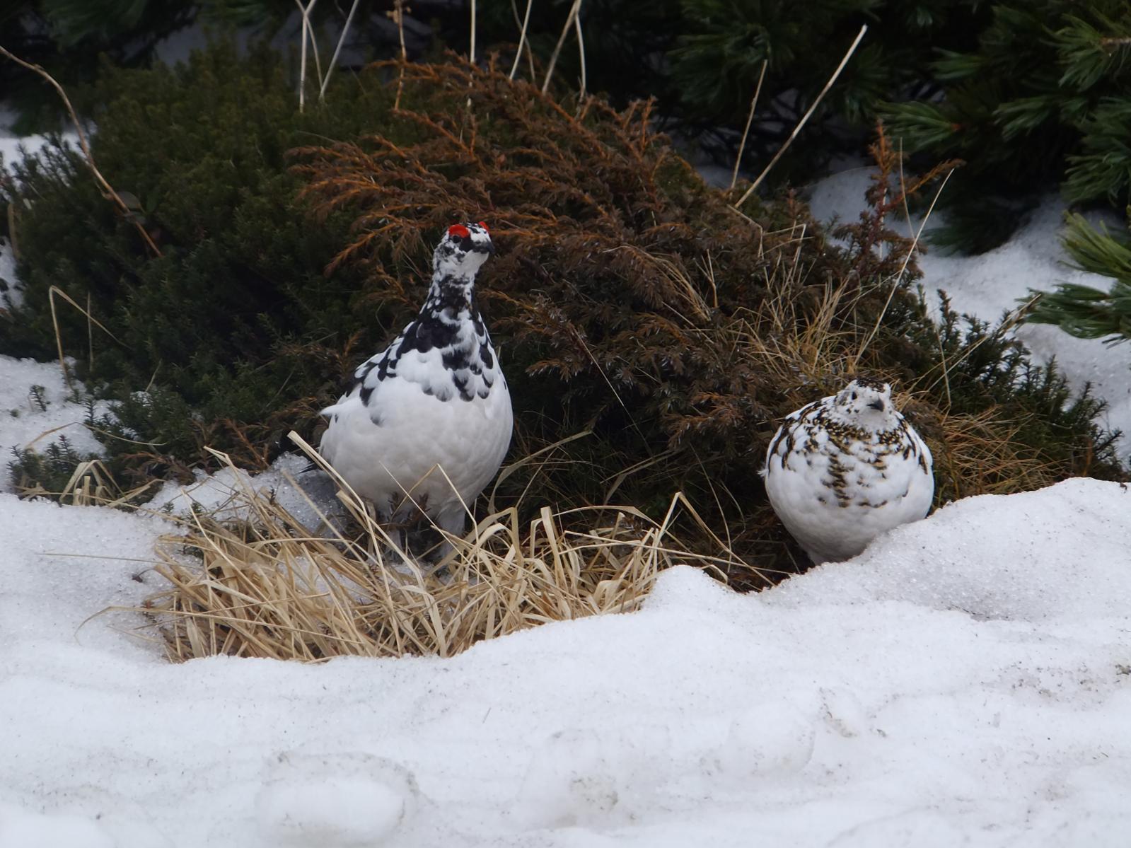 雷鳥を探してみよう！-1