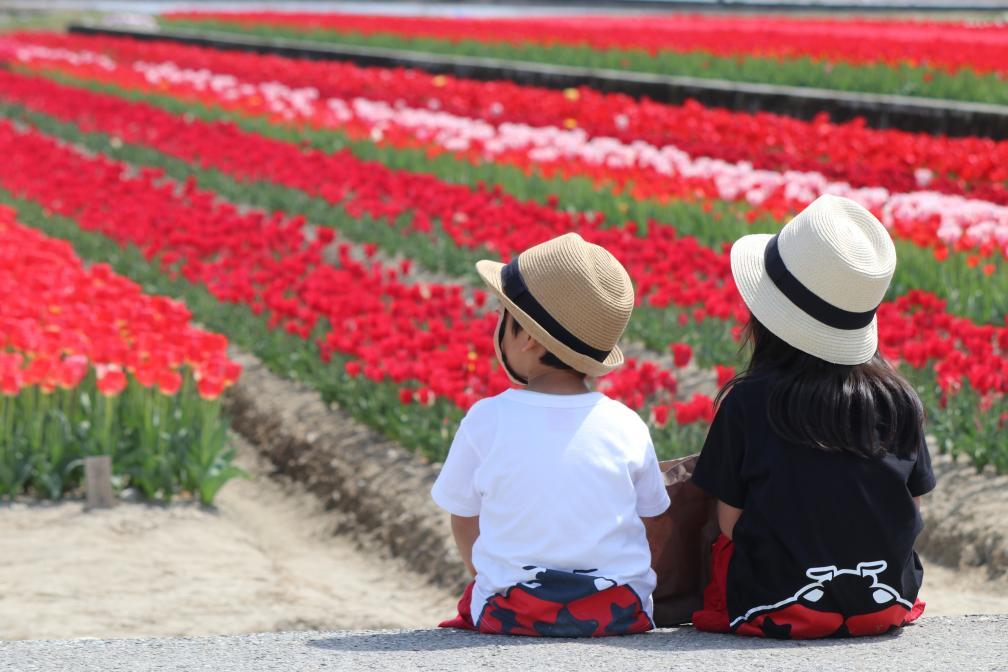 家族で楽しもう！チューリップ、水仙、菜の花などの花畑特集4選！-1