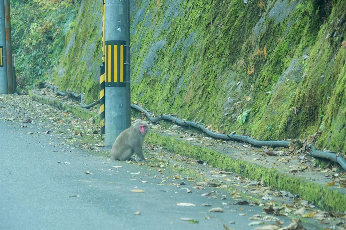 You Might Meet Wild Animals-1