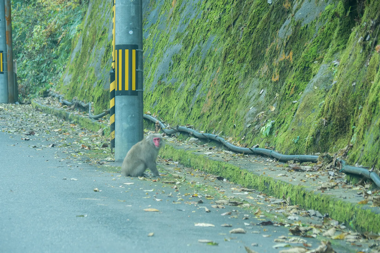 野生の動物に会えるかも-1