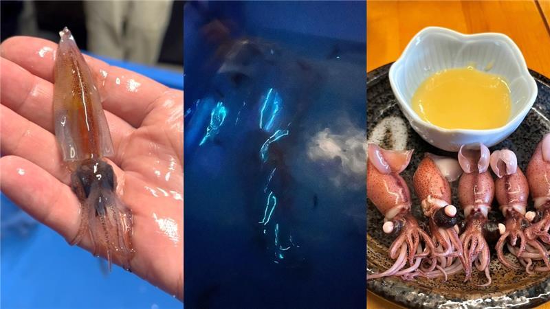 富山湾の「神秘」ホタルイカの特殊な世界！ ホタルイカ漁師と楽しむ特別な朝食体験-1