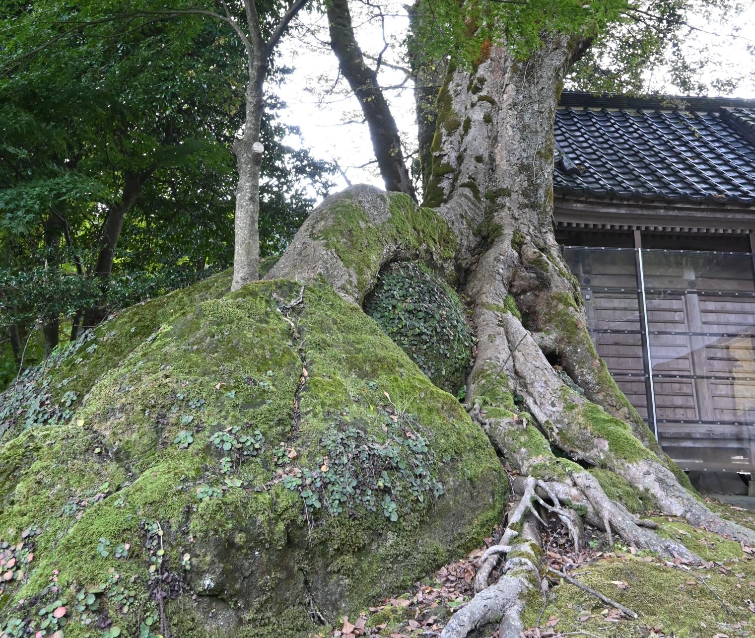 宮島神社 岩抱きのけやき