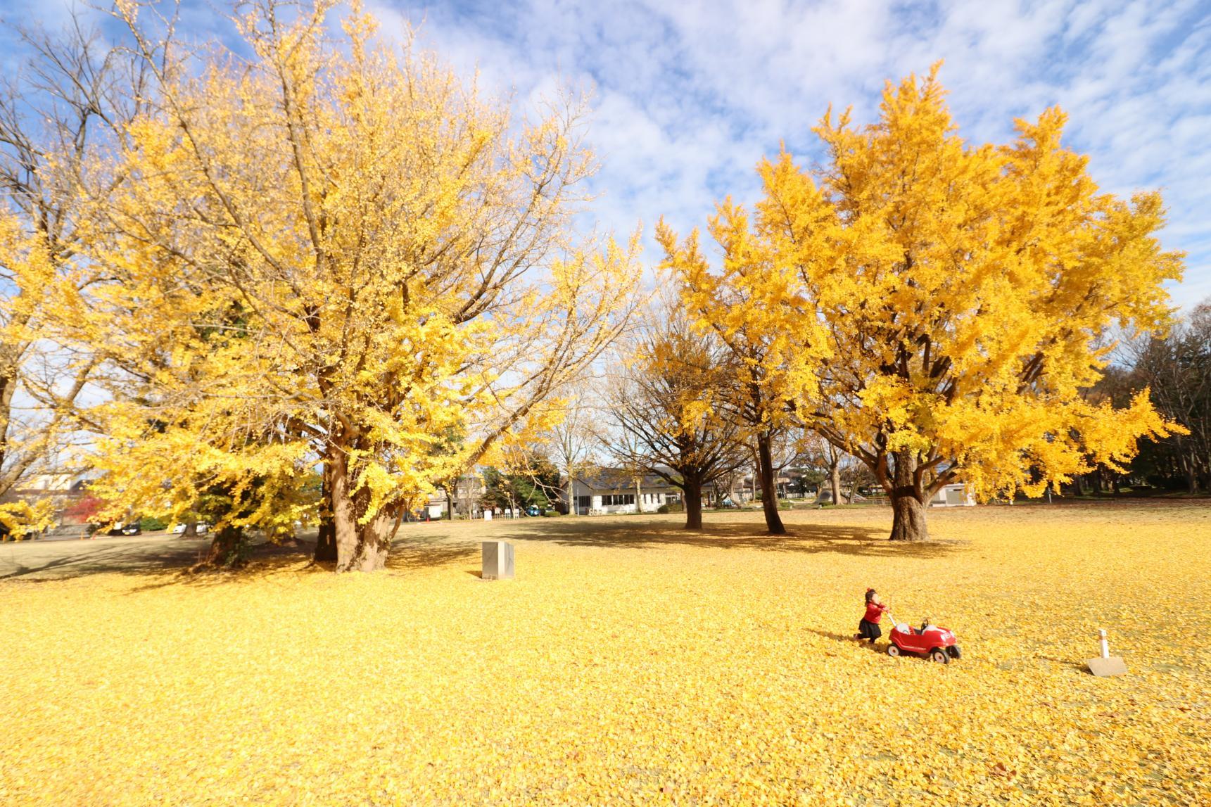 銀杏や紅葉も楽しめる富山県の公園3選