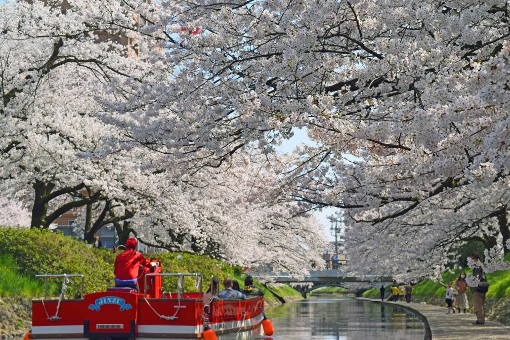 Sakura in Matsukawa