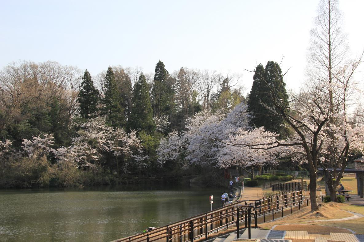 【เมืองอิมิซุ】สวนสาธารณะยะคุโชจิอิเคะ (Yakushojiike Park)