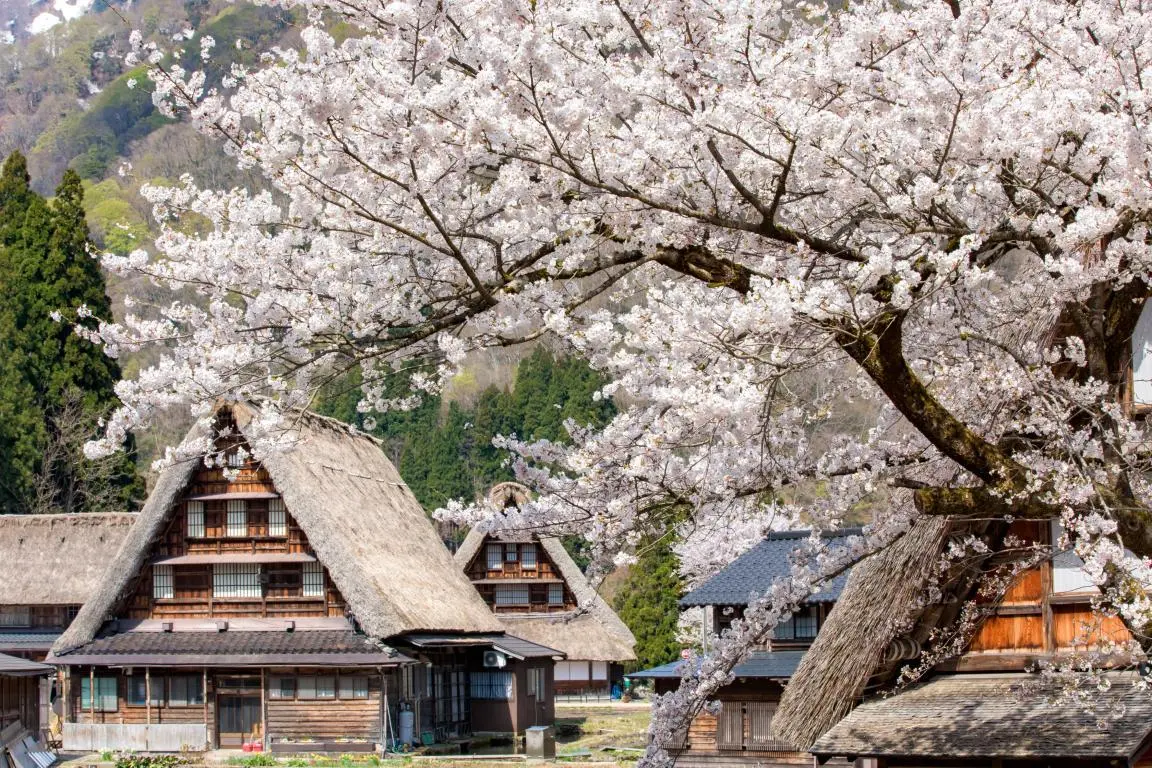 【南礪市】世界文化遺產五箇山合掌屋聚落
