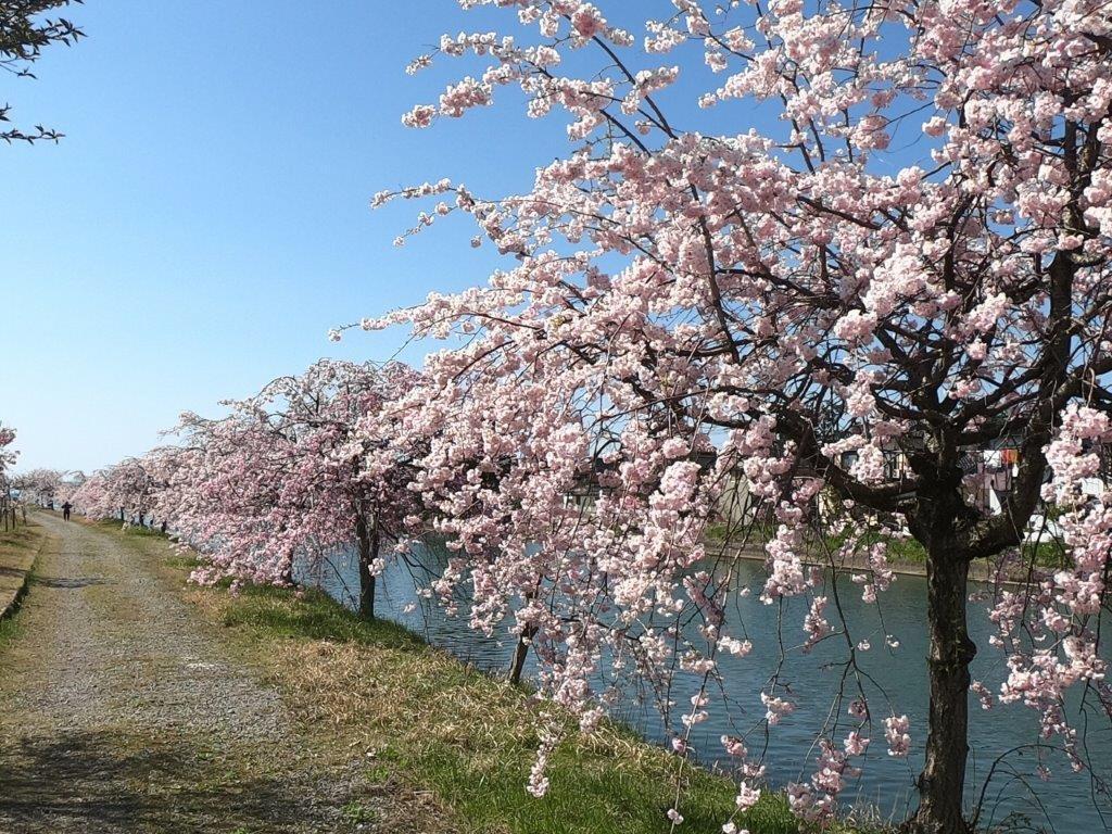 [Kurobe City] The Sakura Embankment of the Kurose River